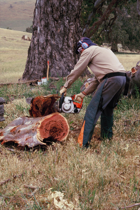 Peter Carrigy collecting naturally felled Redgum